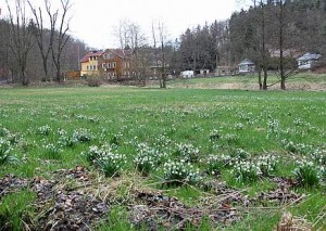 Märzenbecherblüte an der Bockmühle im Polenztal